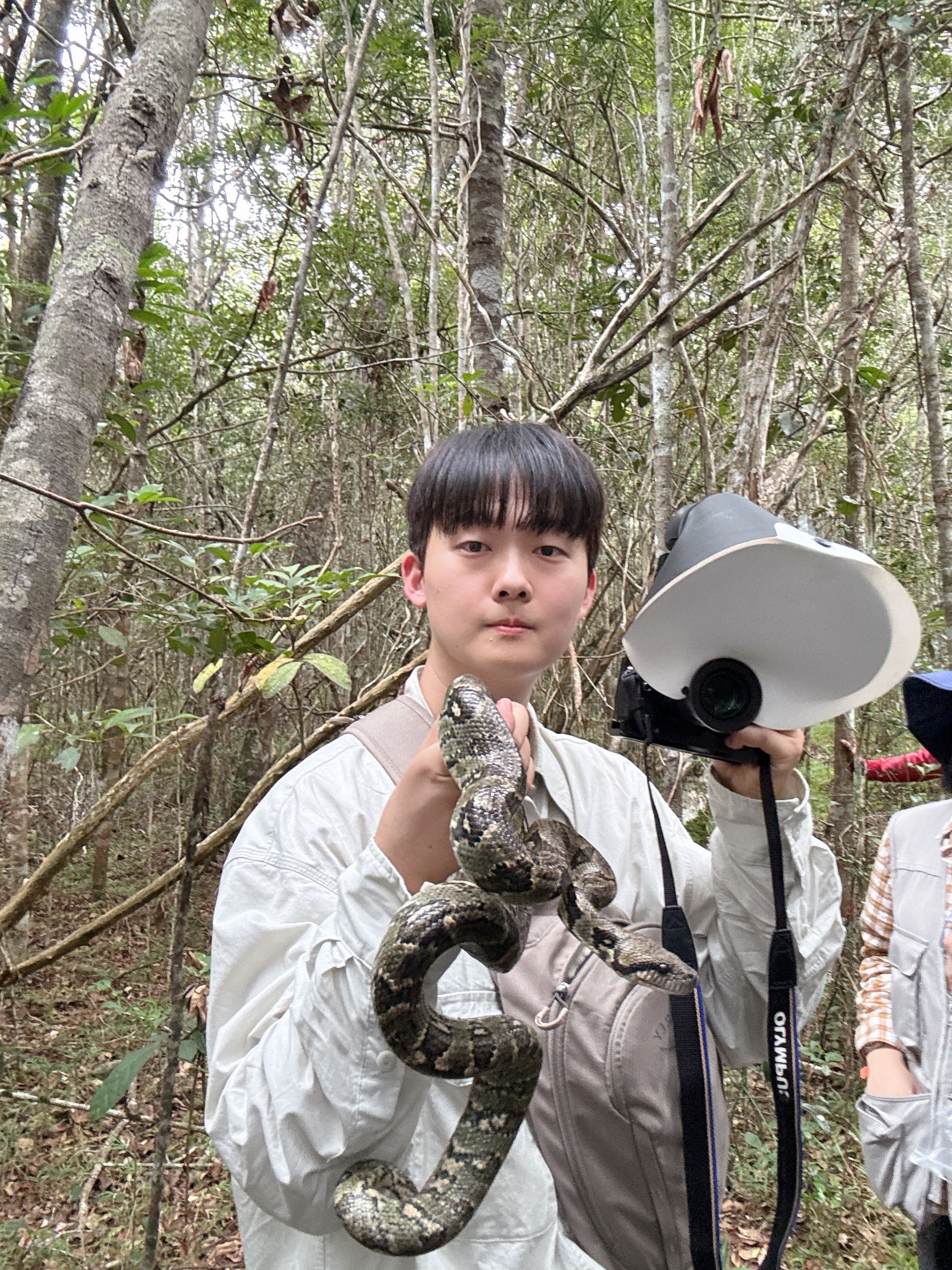 With a Madagascar ground boa